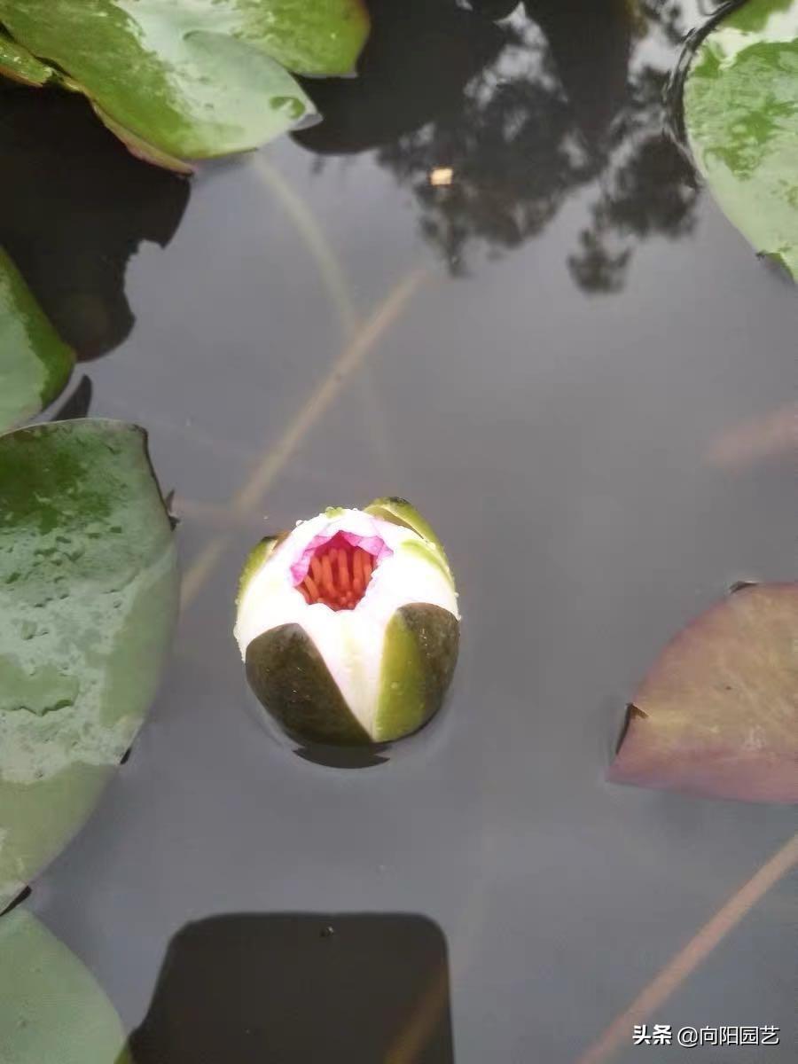 鱼缸里睡莲的种植方法是什么（缸栽睡莲的时间及方法）