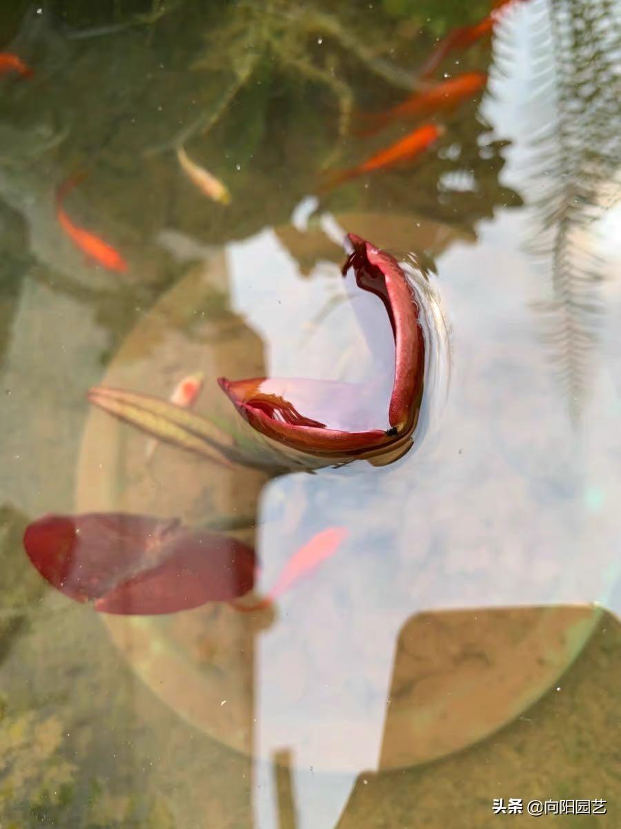 鱼缸里睡莲的种植方法是什么（缸栽睡莲的时间及方法）