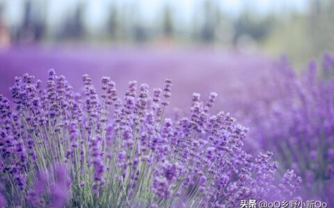 薰衣草的种子怎么种植（分享薰衣草种子催芽方法）