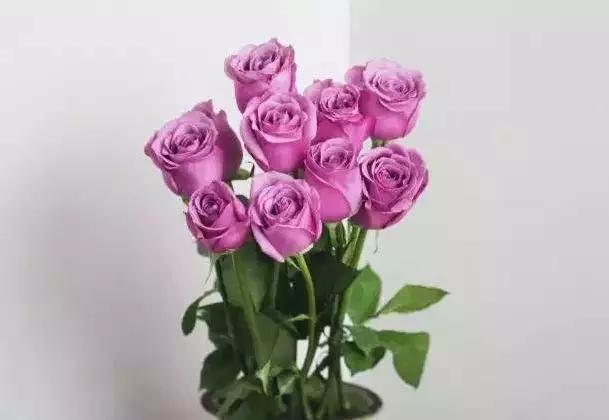粉色玫瑰有哪些品种（分享粉色月季品种大全）