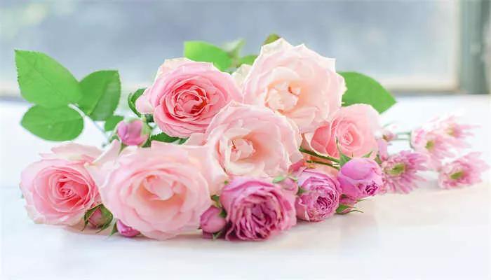 粉色玫瑰有哪些品种（分享粉色月季品种大全）