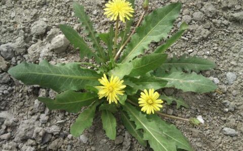 蒲公英种植季节几月份（分享蒲公英的生长周期）