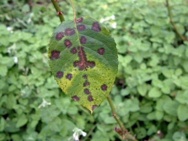 月季花叶子发黄有黑斑是怎么回事（分享月季花掉叶子补救方法）