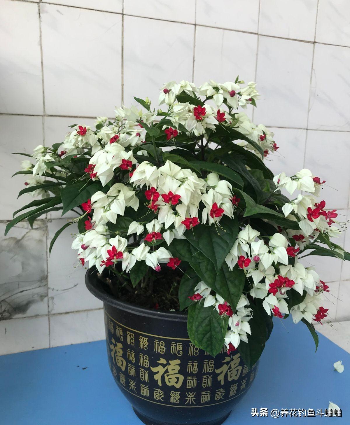 龙吐珠冬天开花吗（了解龙吐珠花的养殖方法和注意事项）