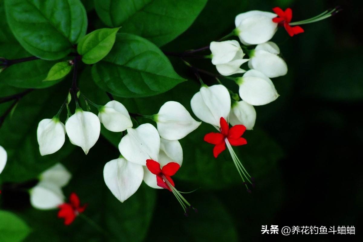 龙吐珠冬天开花吗（了解龙吐珠花的养殖方法和注意事项）