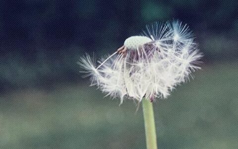 重阳节温馨感人的祝福句子