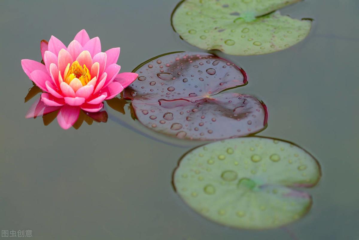 睡莲的花语是什么（睡莲的寓意和象征）