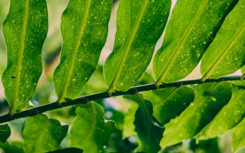 湿地松种植密度多少合适（关于湿地松种植技术及管理）