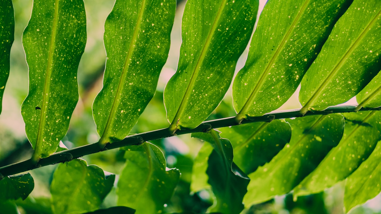 湿地松种植密度多少合适（关于湿地松种植技术及管理）