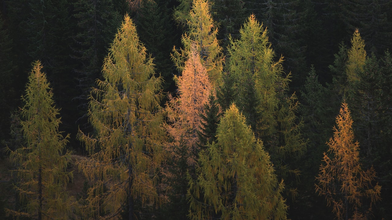 湿地松种植密度多少合适（关于湿地松种植技术及管理）