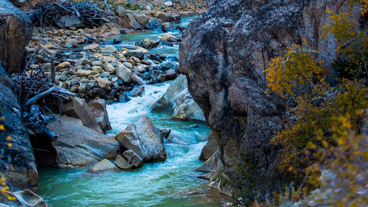 湿地松种植密度多少合适（关于湿地松种植技术及管理）